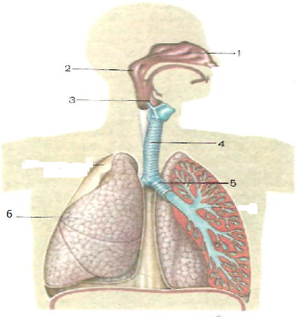 Дыхательная система человека механизм вдоха и выдоха