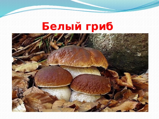 Белый гриб