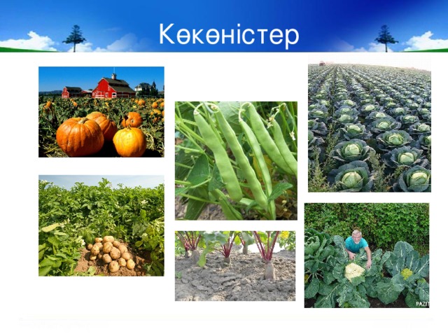 Көкөністер