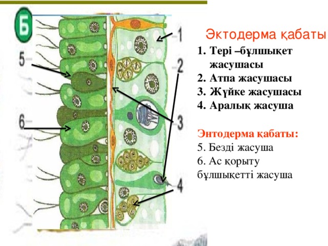 Эктодерма қабаты: Тері –бұлшықет жасушасы Атпа жасушасы Жүйке жасушасы Аралық жасуша  Энтодерма қабаты: 5. Безді жасуша 6. Ас қорыту бұлшықетті жасуша