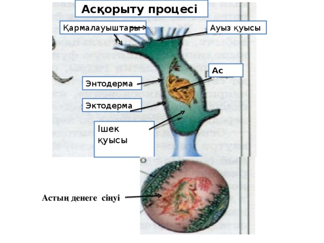 Асқорыту процесі Қармалауыштары Ауыз қуысы Ас Энтодерма Эктодерма Ішек қуысы Астың денеге сіңуі