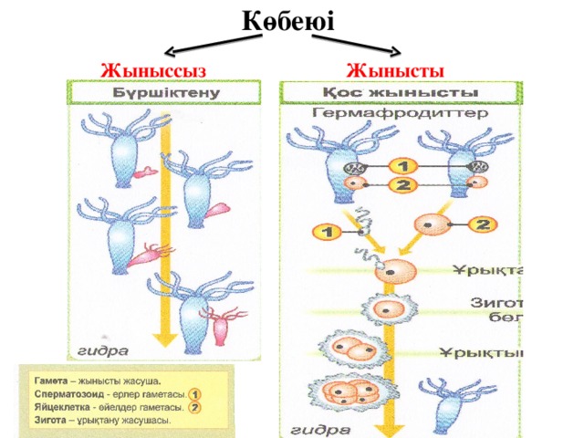 Көбеюі Жыныссыз Жынысты