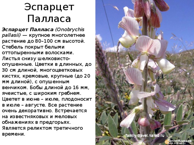 Эспарцет Палласа Эспарцет Палласа  (Onobrychis pallasii)  — крупное многолетнее растение до 80–100 см высотой. Стебель покрыт белыми оттопыренными волосками. Листья снизу шелковисто-опушенные. Цветки в длинных, до 30 см длиной, многоцветковых кистях, кремовые, крупные (до 20 мм длиной), с опушенным венчиком. Бобы длиной до 16 мм, ячеистые, с широким гребнем. Цветет в июне – июле, плодоносит в июле – августе. Все растение очень декоративно. Встречается на известняковых и меловых обнажениях в предгорьях. Является реликтом третичного времени.