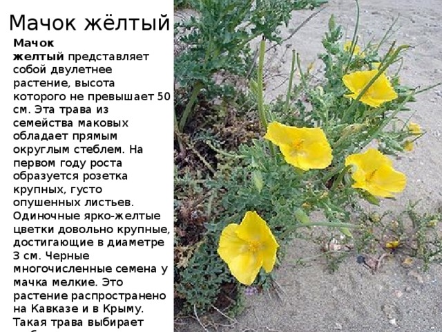 Мачок жёлтый Мачок желтый  представляет собой двулетнее растение, высота которого не превышает 50 см. Эта трава из семейства маковых обладает прямым округлым стеблем. На первом году роста образуется розетка крупных, густо опушенных листьев. Одиночные ярко-желтые цветки довольно крупные, достигающие в диаметре 3 см. Черные многочисленные семена у мачка мелкие. Это растение распространено на Кавказе и в Крыму. Такая трава выбирает щебнистые склоны, песчаные морские побережья, а также долины с галечниковым грунтом. Цветет желтый мачок все летние месяцы, начиная с середины мая.