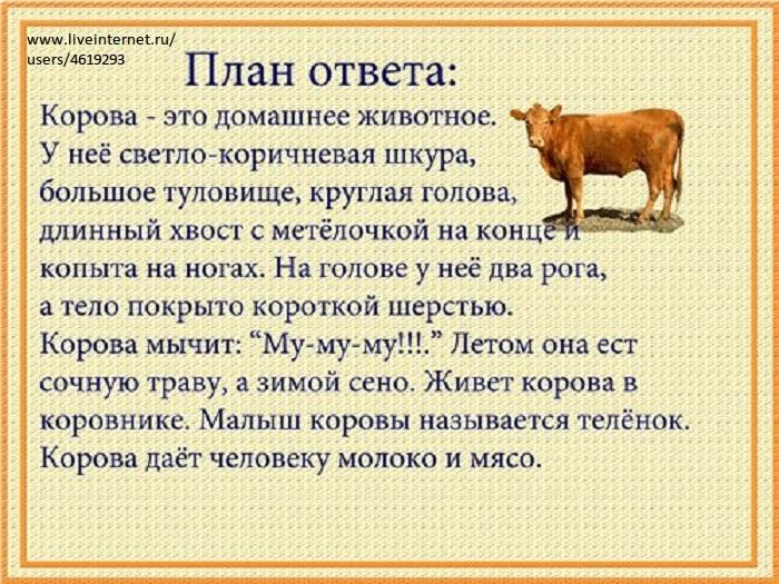 План о домашнем питомце