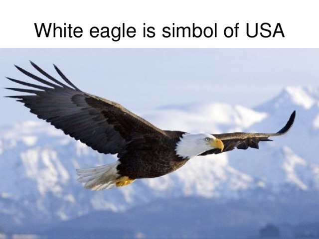 White e agle is simbol of USA