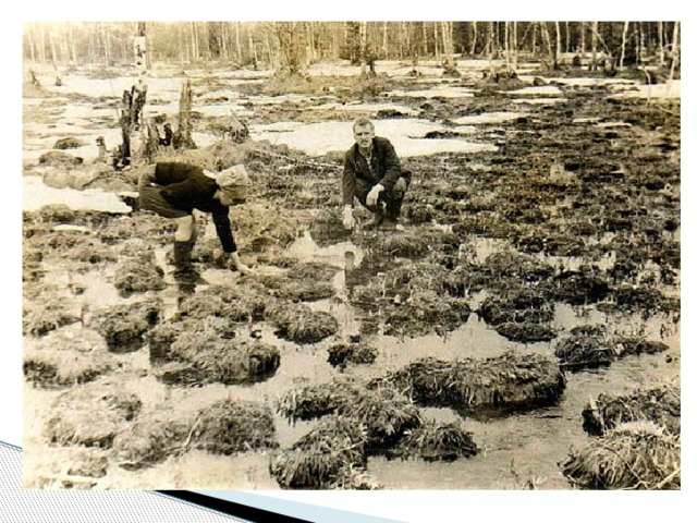 - Городской парк был заложен комсомольцами в 1958 году. На болотистом месте они посадили 40 тысяч тополей, которые осушили его.