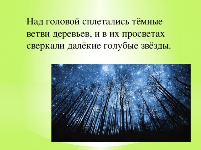 Над головой сплетались тёмные ветви деревьев, и в их просветах сверкали далёкие голубые звёзды.