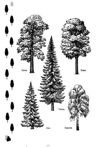 Сосны березы лиственницы мелькают по сторонам схема
