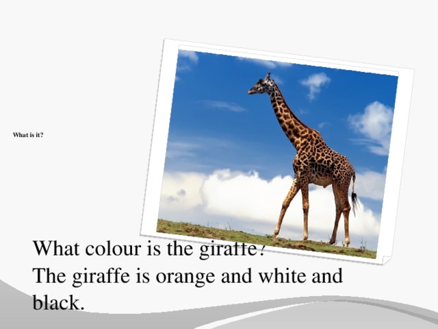 What is it?     What colour is the giraffe? The giraffe is orange and white and black.