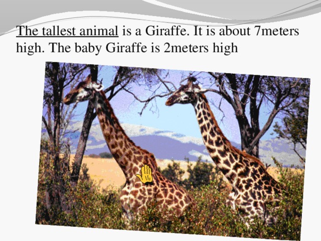 The tallest animal is a Giraffe. It is about 7meters high. The baby Giraffe is 2meters high