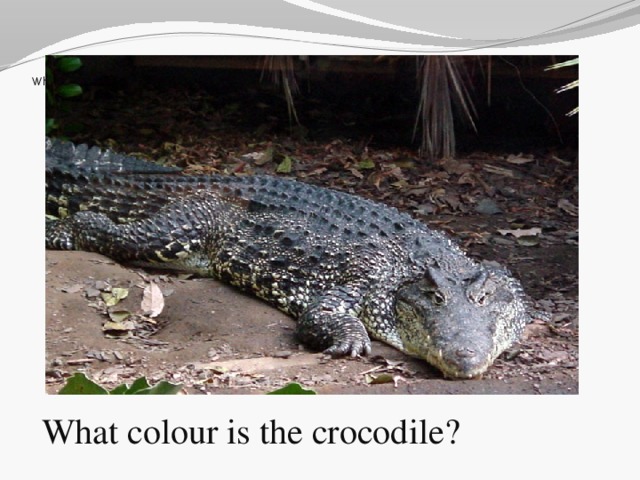 What is it?   What colour is the crocodile?