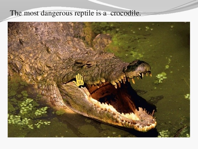 The most dangerous reptile is a crocodile.