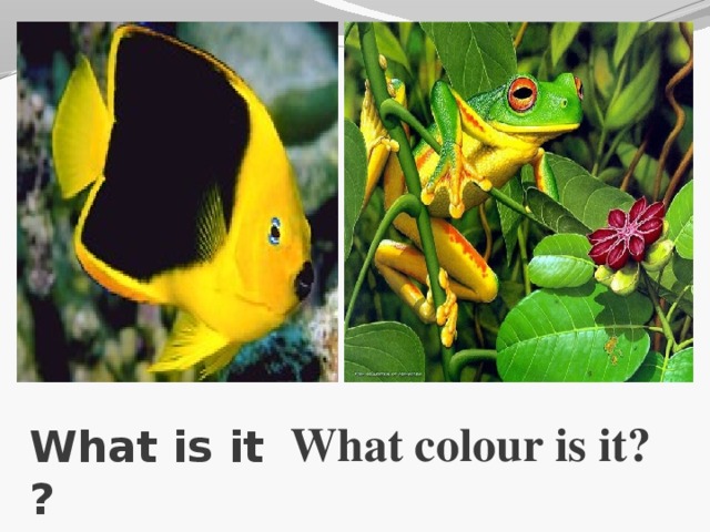 What colour is it? What is it ?