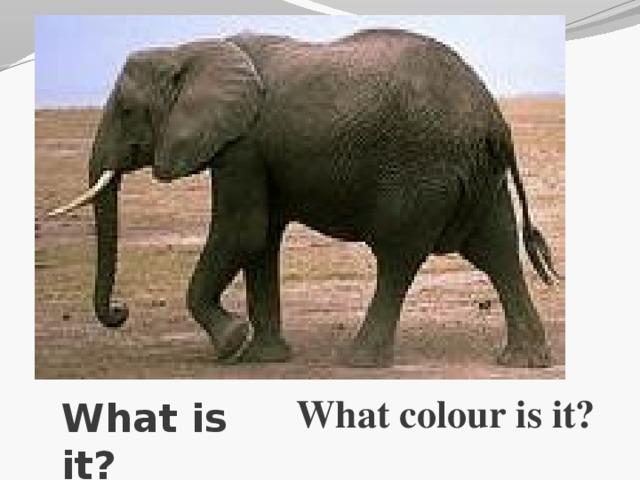 What colour is it? What is it?