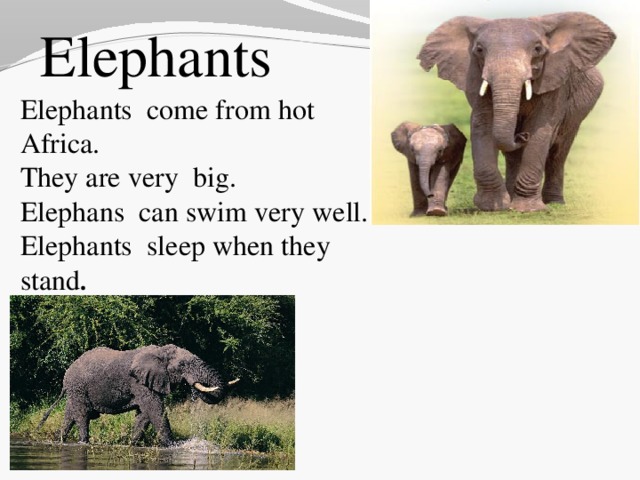 Elephants  Elephants come from hot Africa.  They are very big.  Elephans can swim very well.  Elephants sleep when they stand .