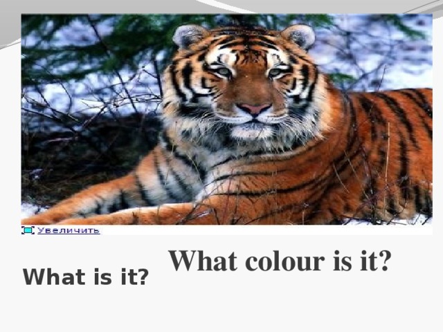What colour is it? What is it?