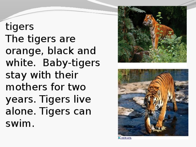 tigers   The tigers are orange, black and white. Baby-tigers stay with their mothers for two years. Tigers live alone. Tigers can swim.