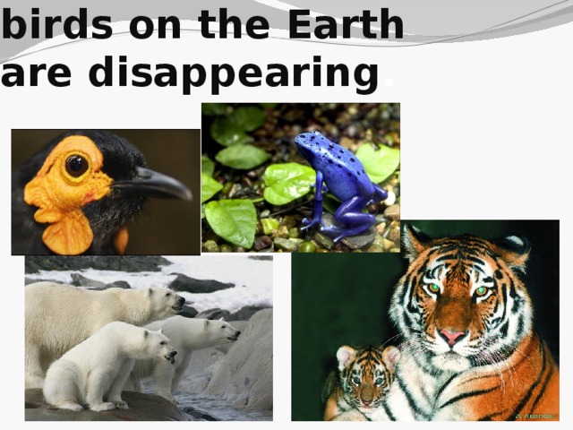 Many animals and birds on the Earth are disappearing .