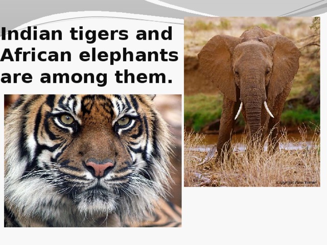 Indian tigers and African elephants are among them.