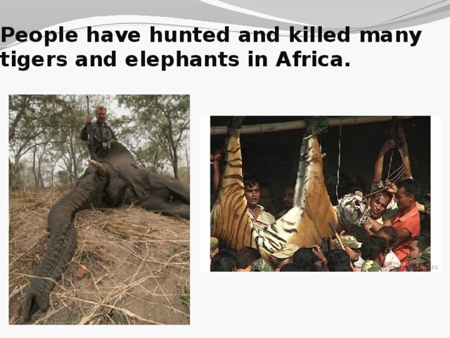 People have hunted and killed many tigers and elephants in Africa.