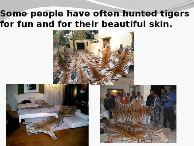 Some people have often hunted tigers for fun and for their beautiful skin.