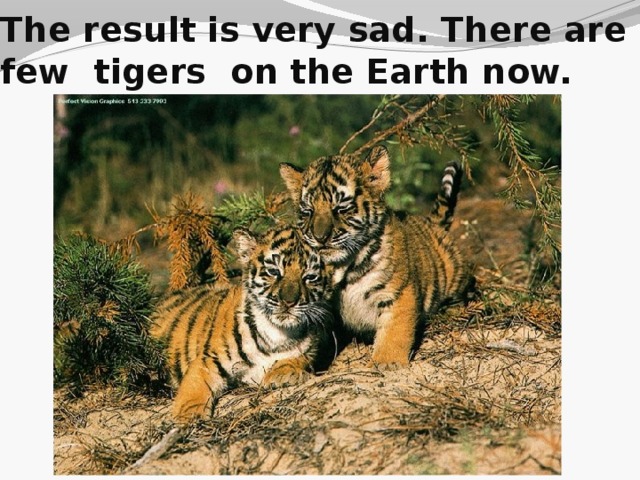 The result is very sad. There are few tigers on the Earth now.