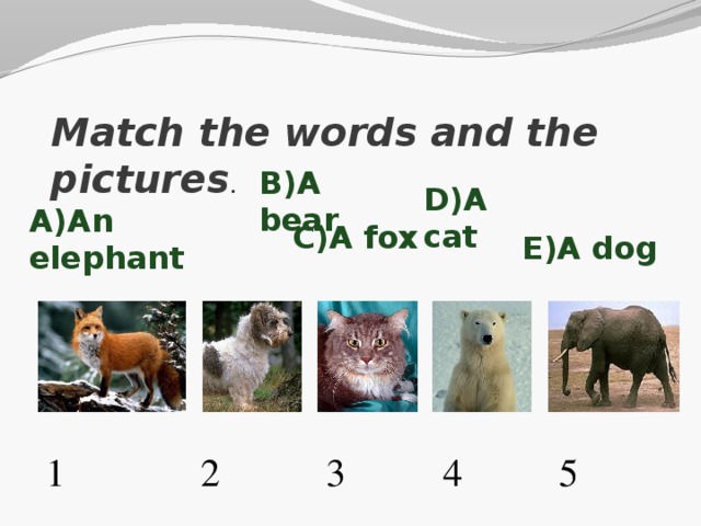 Match the words and the pictures . B)A bear D)A cat A)An elephant C)A fox E)A dog 1 2 3 4 5