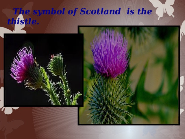 The symbol of Scotland is the thistle.
