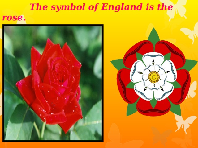 The symbol of England is the rose.