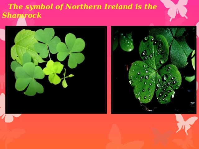 The symbol of Northern Ireland is the Shamrock