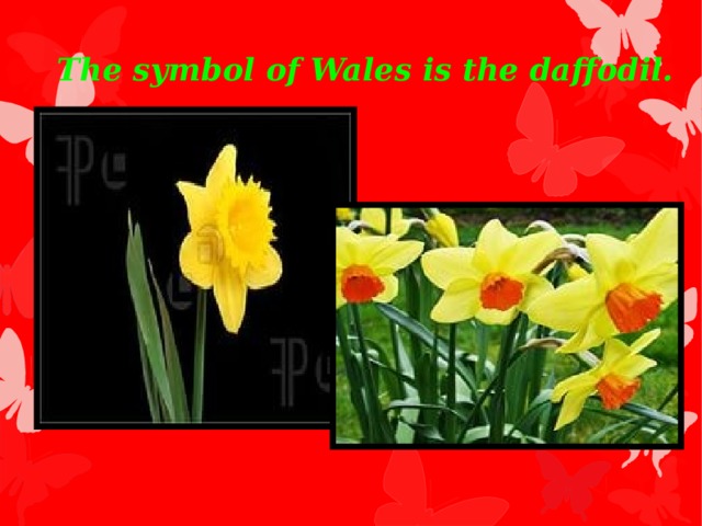 The symbol of Wales is the daffodil.
