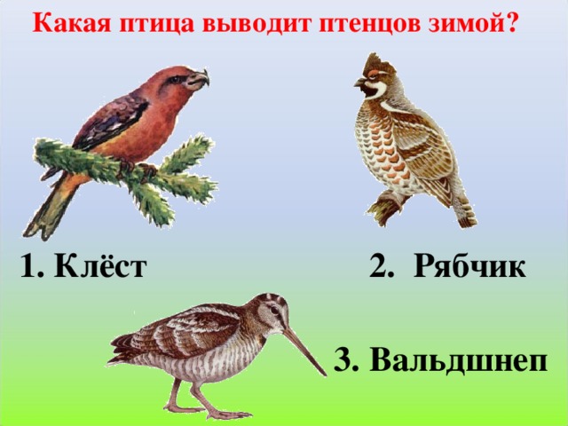 Какая птица выводит птенцов зимой? 2. Рябчик 1. Клёст 3. Вальдшнеп