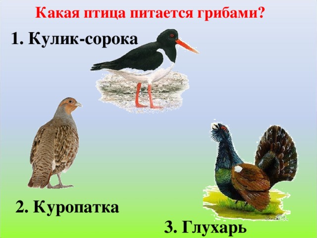 Какая птица питается грибами? 1. Кулик-сорока 2. Куропатка 3. Глухарь