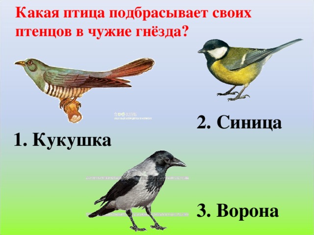 Какая птица подбрасывает своих птенцов в чужие гнёзда? 2. Синица 1. Кукушка 3. Ворона