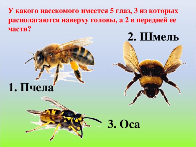 У какого насекомого имеется 5 глаз, 3 из которых располагаются наверху головы, а 2 в передней ее части?  2. Шмель 1. Пчела 3. Оса