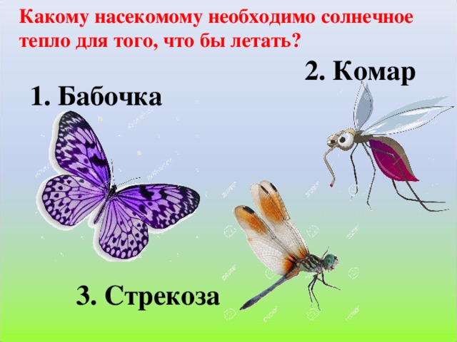 Какому насекомому необходимо солнечное тепло для того, что бы летать?   2. Комар 1. Бабочка 3. Стрекоза