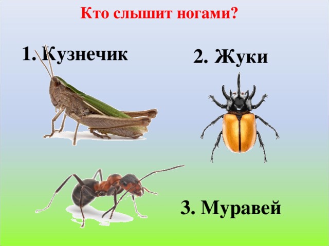 Кто слышит ногами? 1. Кузнечик 2. Жуки 3. Муравей