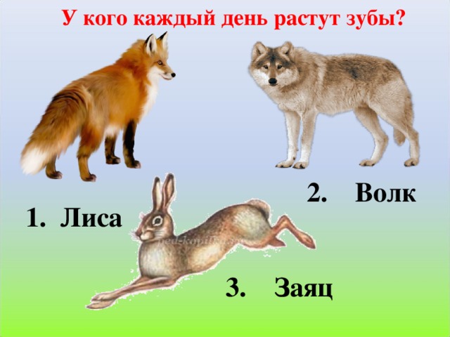 У кого каждый день растут зубы? 2. Волк 1. Лиса 3. Заяц