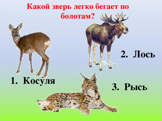 Какой зверь легко бегает по болотам? 2. Лось 1. Косуля 3. Рысь