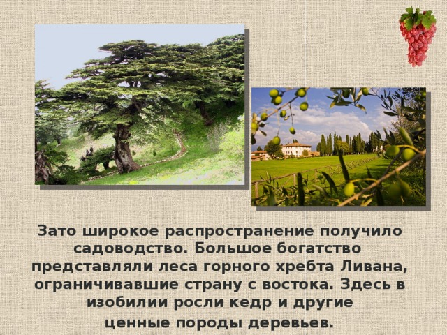 Зато широкое распространение получило садоводство. Большое богатство представляли леса горного хребта Ливана, ограничивавшие страну с востока. Здесь в изобилии росли кедр и другие ценные породы деревьев.