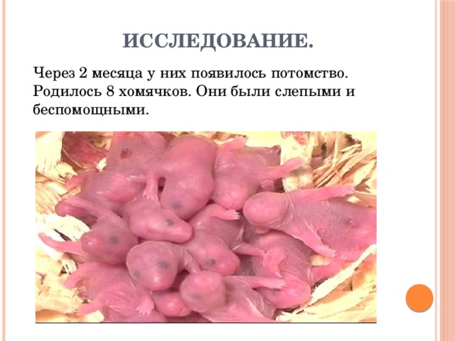 Исследование. Через 2 месяца у них появилось потомство. Родилось 8 хомячков. Они были слепыми и беспомощными.