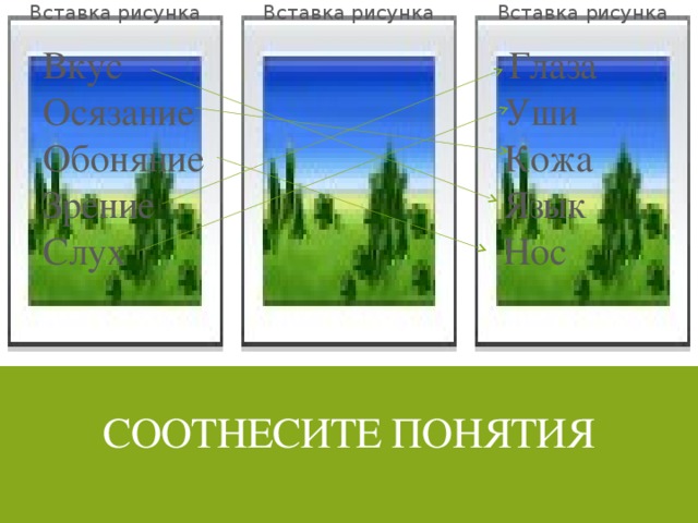 Вставка рисунка Вставка рисунка Вставка рисунка Вкус Глаза Осязание Уши Обоняние Кожа Зрение Язык Слух Нос соотнесите понятия