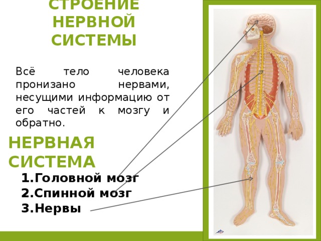 На рисунках схематично представлена организация нервной системы человека на разных уровнях