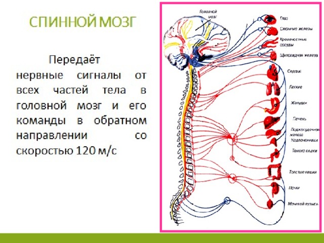 Общая схема строения нервной системы человека