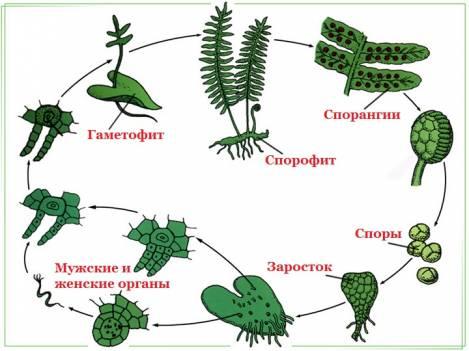 Как рисовать папоротник