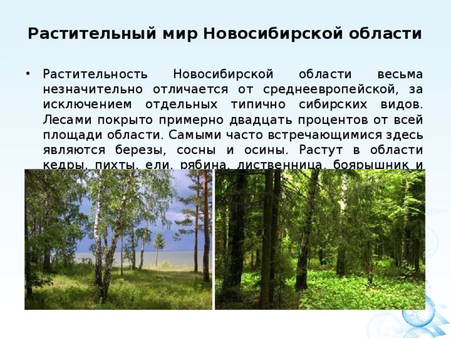 Растительный мир Новосибирской области