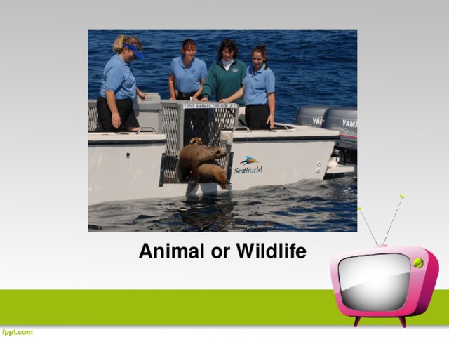 Animal or Wildlife