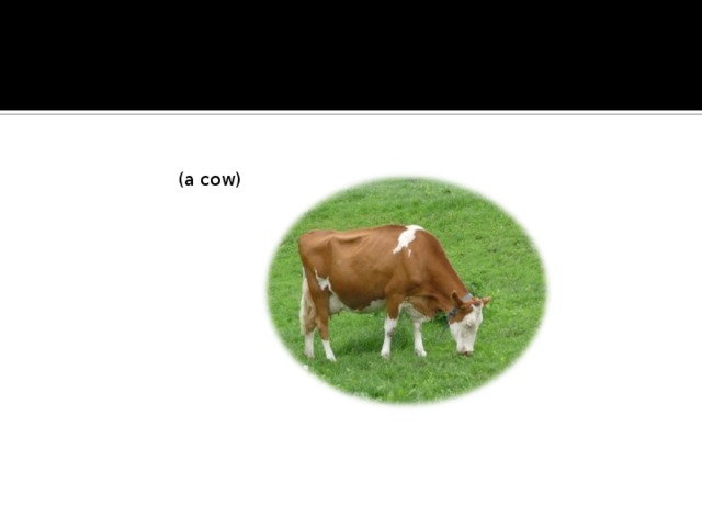 (a cow)