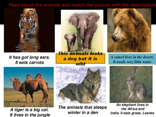 . . Read about the animals and match the picture with the descriptions. A This animals looks a dog but it is wild. A camel lives in the desert. It needs very little water This animals looks a dog but it is wild It has got long ears. It eats carrots . An elephant lives in  the Africa and India. It eats grass, Leaves The animals that sleeps  winter in a den A tiger is a big cat.  It lives in the jungle